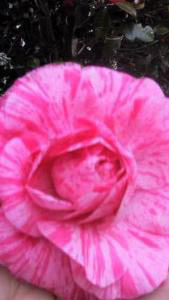 Camellia Japonica Roma Risorta, shrub Camellia for sale online with UK delivery.