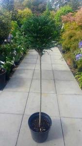 Yew Half Standard Lollipop, Topiary, London UK. buy online, deliveries UK wide.