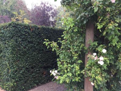 Mature Yew Hedge