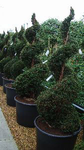 Yew Spirals(Taxus Baccata Topiary Spirals), Topiary plants, UK