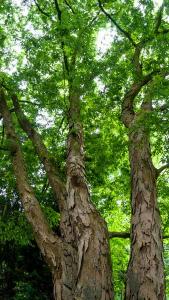 Zelkova Serrata Tree or Japanese Zelkova Tree for Sale online with UK delivery.