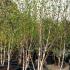 Betula Jacquemontii, Multistemmed Silver Birch, London UK - for sale at our london garden centre & online.