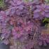 Cotinus Coggygria Royal Purple, Buy online Nationwide