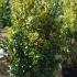 Euonymus Japonicus Aureas, Japanese Spindle, Evergreen Shrubs, Paramount Plants and Gardens