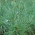 Festuca Glauca, Buy Online Uk