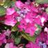 Purple Hydrangeas with purple leaves - buy online London garden centre UK