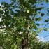 Liriodendron Tulipifera Trees £95