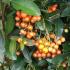 Pyracantha Orange Charmer variety for sale online, London garden centre, UK