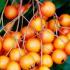 Pyracantha Orange Charmer Autumn Berries for sale online UK