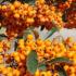 Pyracantha Orange Charmer. By Online London UK.