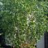 Betula Jacquemontii Multi stemmed Tree, Tree Specialists, North London UK