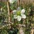 Clematis Early Sensation and evergreen climber to  buy online, London UK.