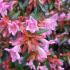 Edward Goucher with vibrant pink flowers