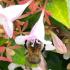 Abelia Grandiflora is adored by pollinators, plant for wildlife in your garden, UK