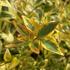 Abelia grandiflora Kaleidoscope foliage showcasing vibrant variegated yellow and green leaves