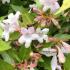 Abelia Grandiflora flowers are white with a pink tinge, flowering all summer long in the UK