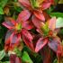 Abelia Grandiflora Kaleidoscope is a compact evergreen shrub with beautiful foliage variegation, fragrant pink flowers attract pollinators, buy online UK