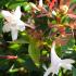 Abelia prostrata with lush green foliage and clusters of pink and white flowers