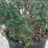 Abelia Grandiflora Prostrata 35-40 cm buy online UK.