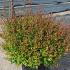Abelia Grandiflora Prostrata 50-60 cm buy online UK.