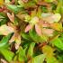 Abelia Grandiflora Prostrata syn. Abelia × Grandiflora Prostrate White