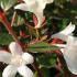 Abelia prostrata with clusters of small, fragrant pink and white flowers