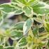 Abelia Grandiflora Sparkling Silver, a variegated Abelia