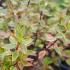 Abelia Sunshine Daydream, variegated foliage shrub, for sale online UK