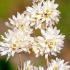 Abeliophyllum Distichum or White Forsythia, fragrant Spring flowering shrub, good sized specimens for sale online with UK delivery.