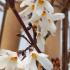 Abeliophyllum distichum with clusters of delicate white flowers