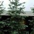 Abies Concolor White Pine, Trees for sale online for UK delivery