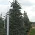 Abies concolor (white fir) with silvery blue needles