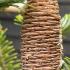 Abies Koreana tree displaying a mature brown cone surrounded by dense needle coverage