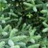 Abies Pinsapo Glauca Spanish Fir also Hedgehog Fir