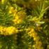 Acacia dealbata Mimosa evergreen tree with yellow flowers