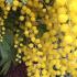 Acacia Dealbata Mimosa also known as Yellow Mimosa Tree for Sale online with UK delivery