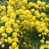 Pleached Acacia Dealbata - flowering Mimosa Trees in Pleached Form