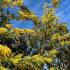 Acacia dealbata Mimosa tree in full bloom with vibrant yellow fluffy flowers