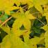 Acer Bi-Ho Japanese Maple with striking yellow bark