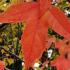 Acer Buergerianum - Trident Maple