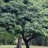 Mature Acer Campestre Nanum tree growing in an arboretum