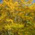 Acer Cappadocicum or Cappadocian Maple in Autumn, showing stunning leaf colours, buy online UK