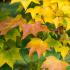 Acer Cappadocicum Rubrum foliage turning colour in Autumn, these trees for sale with UK delivery