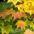 Acer Cappadocicum Rubrum foliage turning colour in Autumn, these trees for sale with UK delivery