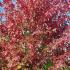 Acer Cappadocicum Rubrum is also known as Red Cappadocian Maple or the Blood Maple, buy online with UK delivery