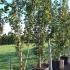 Mature Acer cappadocicum rubrum with green summer foliage