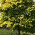 Golden yellow foliage colour of Acer Cappadocicum or Cappadocian Maple, buy online UK