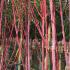 Acer Conspicuum Mozart is also called Snakebark Maple Mozart or Striped Bark Acer, Buy UK.