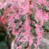 Acer conspicuum Red Flamingo foliage featuring vibrant pink and white leaves