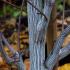 Detailed view of Acer davidii bark